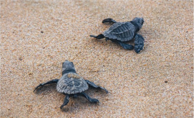 Plan liberación tortugas | Bahía Solano |  3 días / 2 noches
